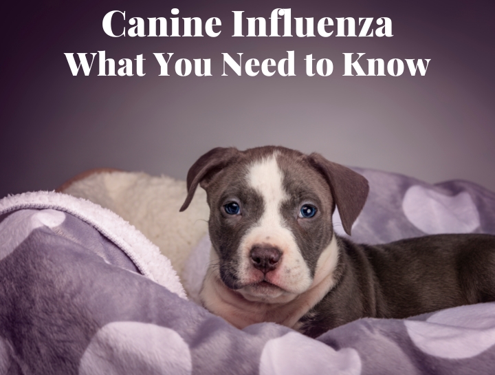 how do dogs get canine influenza