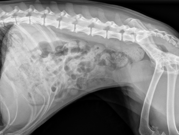 Pet Digital Radiology